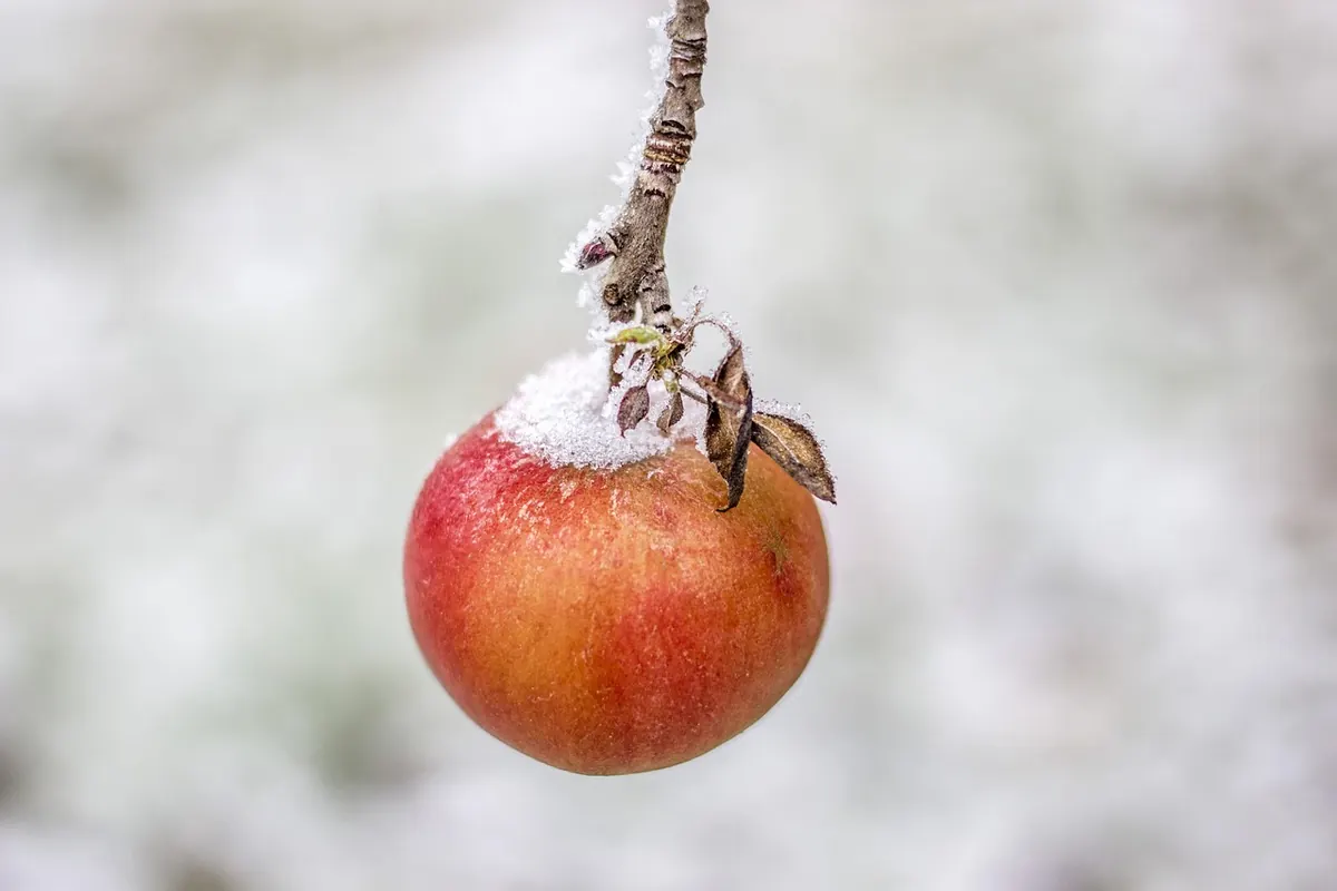 How to Wassail an Apple Tree: A Beginner's Guide to British Orchard Folklore