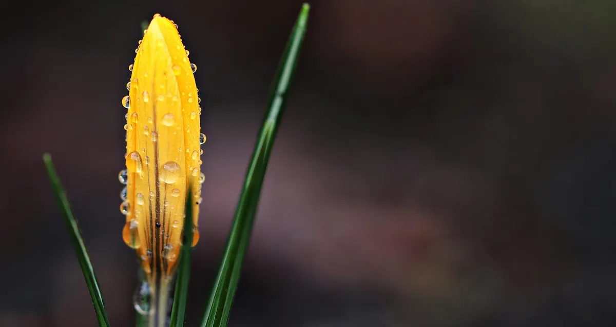 May Day and Beltane: How to Celebrate British Spring Folklore Safely